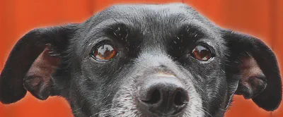 “Top part of black dog’s head showing eyes and active ears”