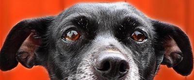 &ldquo;Top part of black dog&rsquo;s head showing eyes and active ears&rdquo;